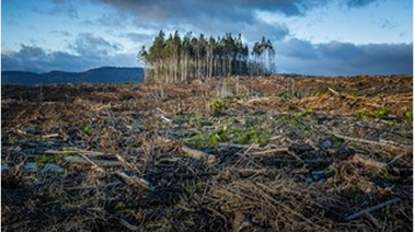 Carbon accounting for ESG professionals: measuring Scope 1, 2, and 3 emissions