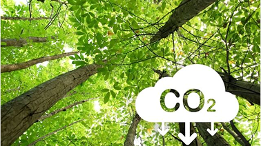 Green forest with CO2 symbol representing carbon accounting