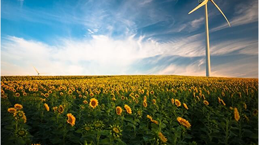 Sunflower field representing ESG reporting fundamentals